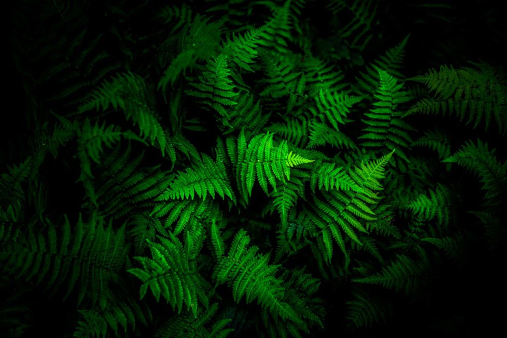 Fern_Brilliance