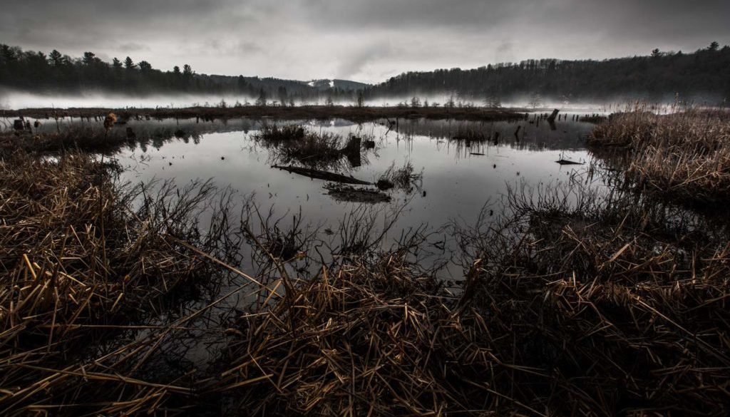 winter spring scene showing a marsh with reeds and reflections of distance forest