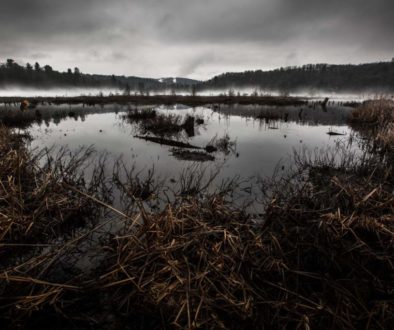 winter spring scene showing a marsh with reeds and reflections of distance forest