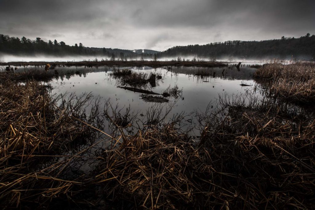 winter spring scene showing a marsh with reeds and reflections of distance forest