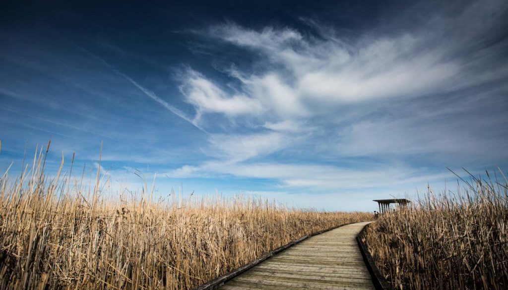 image of boardwalk in the marsh with wispy clouds