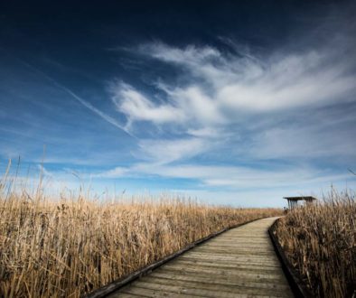 image of boardwalk in the marsh with wispy clouds