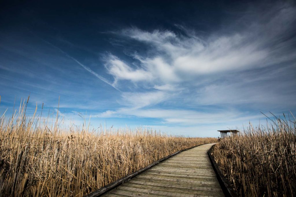 image of boardwalk in the marsh with wispy clouds