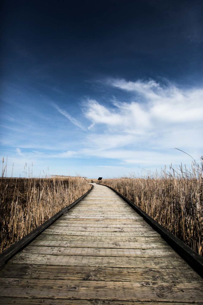 Point_Pelee_Boardwalk1